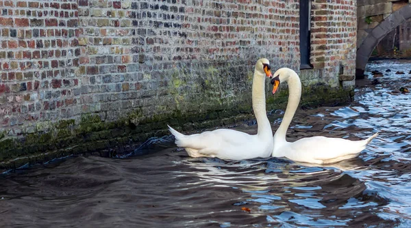 Romantic couple of swans on the Bruges canal. Beautiful swan couple shot in the most romantic city in the world - Bruges, Belgium.