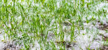 Yeşil çim bir yaz güneşli akşam kavak yünü ile kaplı. Çimenlerde kar yanılsaması ile Doğa arka plan.