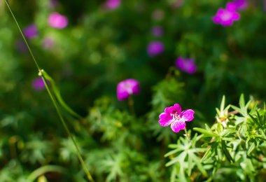 Blurry soft gentle background with many purple Longstalk Cranesbill flowers (Geranium columbinum) in the forest. Nature background with Geranium flowers. Soft dreamy image.