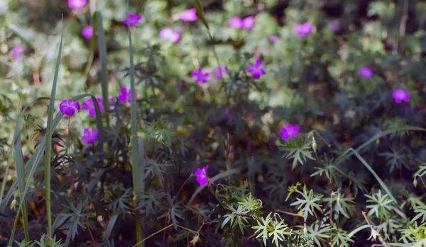 Blurry Soft Gentle Background Many Purple Longstalk Cranesbill Flowers Geranium — Stock Photo, Image