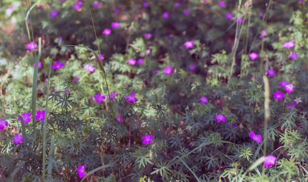 Blurry soft gentle background with many purple Longstalk Cranesbill flowers (Geranium columbinum) in the forest. Nature background with Geranium flowers. Soft dreamy image.