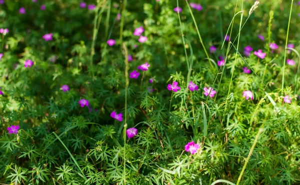 Blurry soft gentle background with many purple Longstalk Cranesbill flowers (Geranium columbinum) in the forest. Nature background with Geranium flowers. Soft dreamy image.