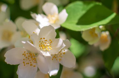 Tatlı mock-orange Closeup (Philadelphus coronarius) hafif akşam yaz güneş ışığında çiçek. İngiliz kızılcık çiçekleri ile doğa arka plan. Yumuşak rüya gibi görüntü.
