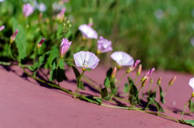 Alan bağlama Closeup (Convolvulus arvensis) hafif akşam yaz güneş ışığında yatan çiçekler. Sabah zafer (Calystegia) çiçekleri ile Doğa arka plan. Yumuşak görüntü.