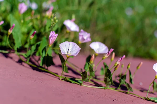 Alan bağlama Closeup (Convolvulus arvensis) hafif akşam yaz güneş ışığında yatan çiçekler. Sabah zafer (Calystegia) çiçekleri ile Doğa arka plan. Yumuşak görüntü.