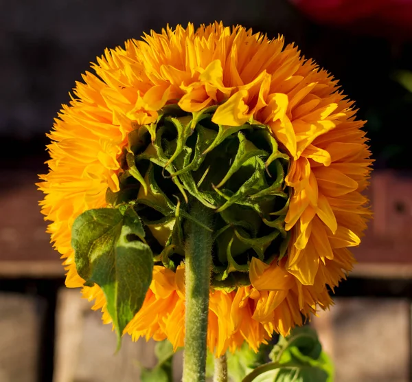 Back of the bright yellow sunflower head lit by evening sun. Focus to the yellow petals. Sunflower of \'Teddy Bear\' cultivar.
