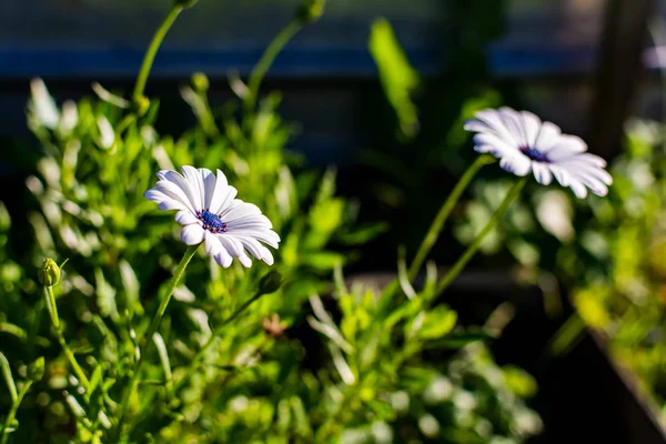 Two white African daisies or Cape Daisies (Osteospermum), side view. Flowers with elegant pure white petals which are offset by deep blue to purple eyes with bright yellow droplets.