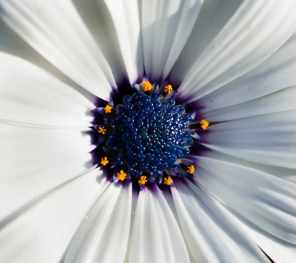 Closeup of white African daisy or Cape Daisy (Osteospermum) core, top view. Flower core with elegant pure white petals which are offset by deep blue to purple eye with bright yellow droplets.