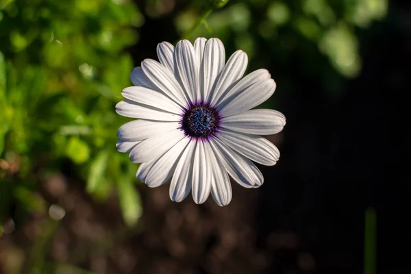 White African daisy or Cape Daisy (Osteospermum) against natural background, top view. Flower with elegant pure white petals which are offset by deep blue to purple eye with bright yellow droplets.