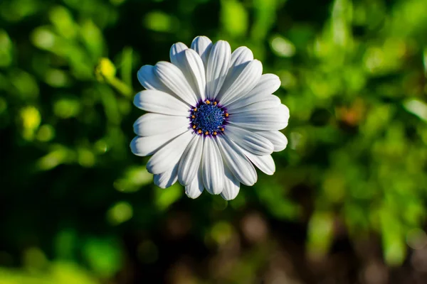 White African daisy or Cape Daisy (Osteospermum) against natural background, top view. Flower with elegant pure white petals which are offset by deep blue to purple eye with bright yellow droplets.
