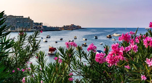 Vibráló Rózsaszín Nerium Oleander Virágok Ellen Hajók Jachtok Parkoló Málta — Stock Fotó