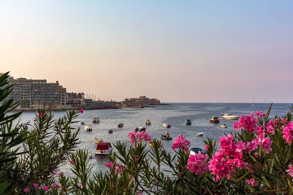 Leuchtend Rosa Nerium Oleander Blüten Gegen Boote Und Yachten Die — Stockfoto