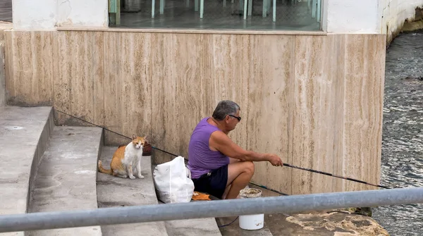 Valeta Malta Agosto 2019 Fisher Cat Gato Rojo Blanco Esperando — Foto de Stock