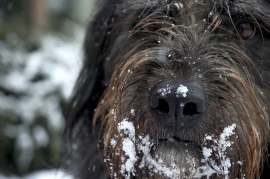 Güzel kafa ve bir yerel köpek resmi olarak tanınan Pastore Di Fonni 2013 yılında ama yaygın üzerinden Unmemorable saat boyunca Sardunya olarak burun yakın çekim