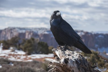 Merakla çevresinde gözlemleyerek karga 
