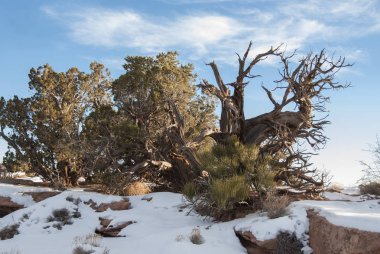 Canlı olanlar kenarında ölü ağaçlar