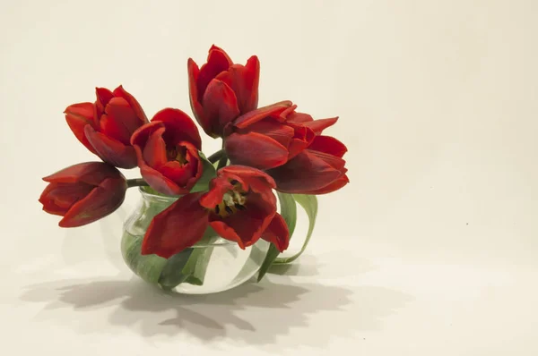 Rode Tulpen Een Kleine Afgeronde Glazen Pot Tegen Een Ivoren — Stockfoto