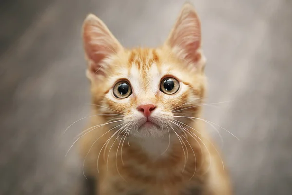 Funny Yellow eyed ginger kitten with big eyes end a long mustache looking up. Cute furry red young domestic little cat.