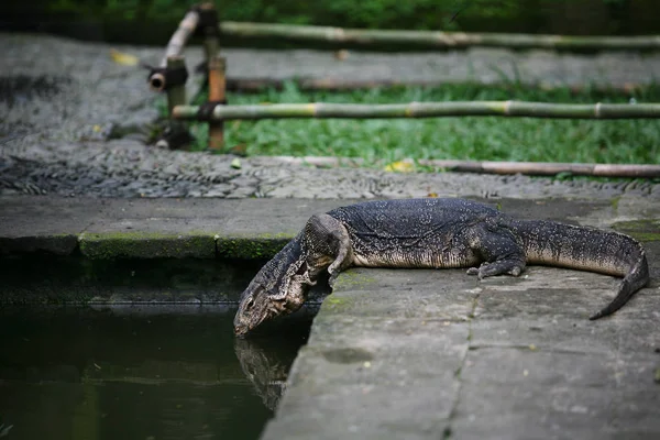 Komodo Dragon Drinkt Water Uit Vijver — Stockfoto