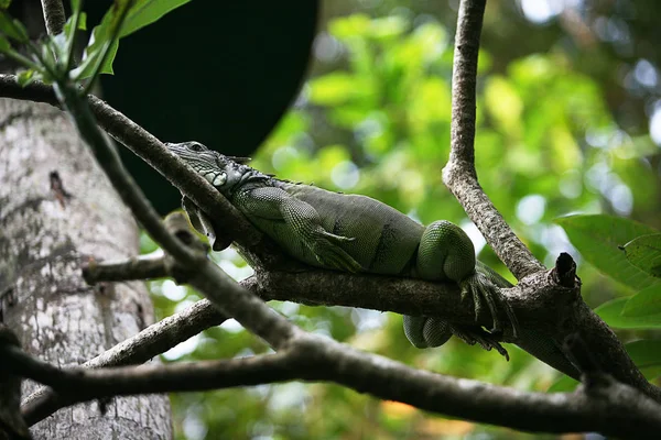Groene Leguaan Tropisch Regenwoud — Stockfoto