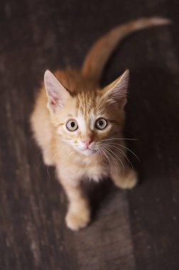 Ahşap katta oturan sevimli küçük kırmızı kedi yavrusu. Tepe görünümü.