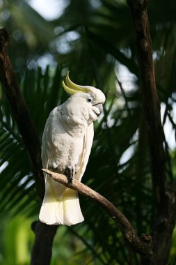 Kükürt Tepeli Kakadu (Cacatua galerita), Bali. Endonezya.