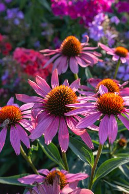 Yazlık Bahçe çiçek bir yaz akşamı Güney Almanya'da Bavyera kırsal