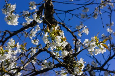 parlak güneş ışığı altında bahar ağaçları çiçek açan