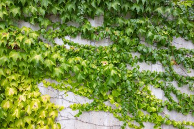 Beton duvar Güney Almanya yeşil sarmaşık