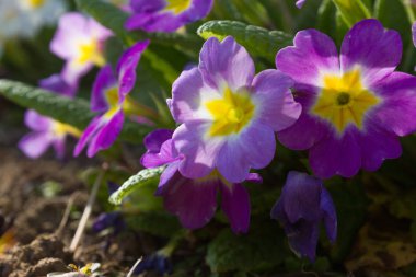 bahar Doğu çiçek ve bitki yolun yanında romantik görünümü