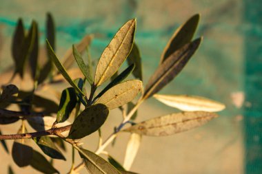 Sonbahar akşam sıcak güneş ışığı üzerinde asılı ağaç zeytin meyve