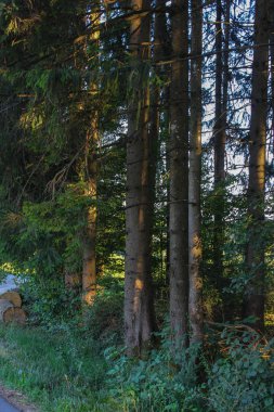 Güney Alman Countryside yaz akşam çam ağaçları ile orman.