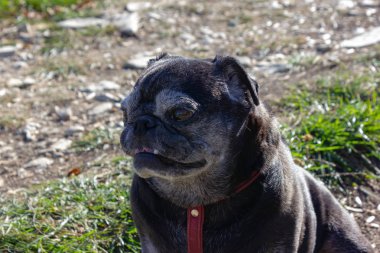 üzerinde siyah boksör düşmek açık gezi Güney Almanya'da