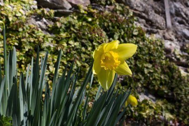 çiçeği, çiçek, Bahçe, mavi gökyüzü bahar renkleri, verbania lago maggiore adlı güzel manzaraya