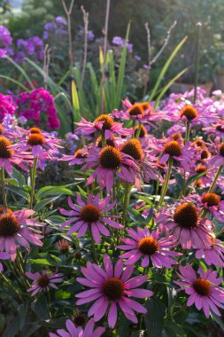 Yaz akşamı Bavyera kırsalında yazlık bahçe çiçek