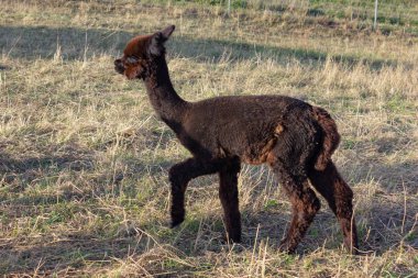 Bebek Alpaka Güney Alman kırsal kesimde