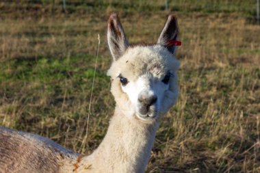 Şirin alpaka hayvan Güney Alman kırsal kesimde