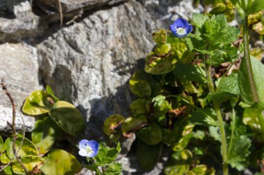 çiçeği, çiçek, Bahçe, mavi gökyüzü bahar renkleri, verbania lago maggiore adlı güzel manzaraya
