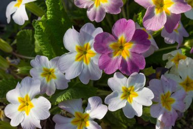 bahar Doğu çiçek ve bitki yolun yanında romantik görünümü