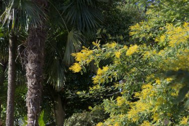 göl, bina ve manzara bahar