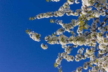 Bloom bahar ağaçları kiraz elma ya da parlak güneş ışığı altında diğer taze çiçeği gibi