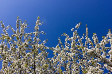 parlak güneş ışığı altında bahar ağaçları çiçek açan