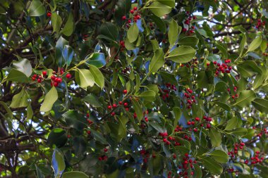 çiçeği, çiçek, Bahçe, mavi gökyüzü bahar renkleri, verbania lago maggiore adlı güzel manzaraya