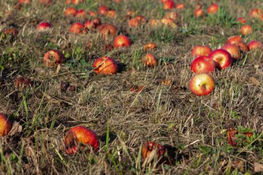 Çayır bahçesi yaz aylarında Güney Alman kırsal
