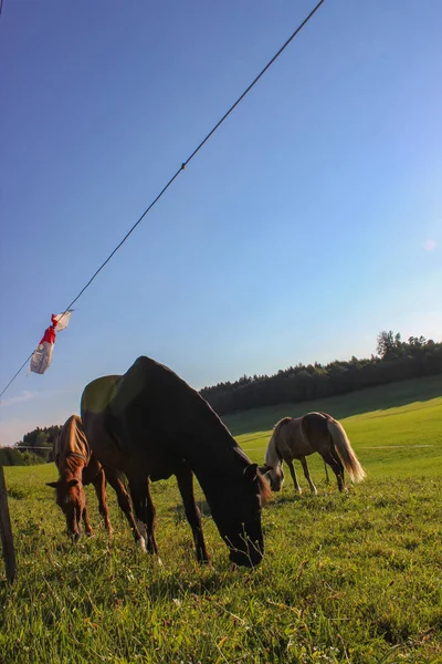 Lovak Nyári Este Bajor Allgau Vidéken Déli Németország Zöld Kék — Stock Fotó