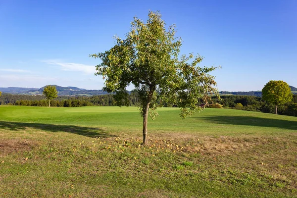 Meadow Orchard Summer South German Countryside Sunny Afternoon — Stock Photo, Image