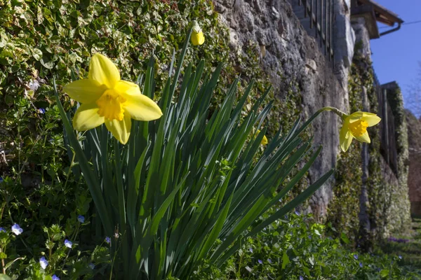 Vacker Utsikt Blossom Blomma Trädgård Blå Himmel Vårfärger Verbania Lago — Stockfoto