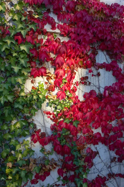 Ivy Herfst Bladeren Betonnen Muur Zonnige Avond Duitsland — Stockfoto