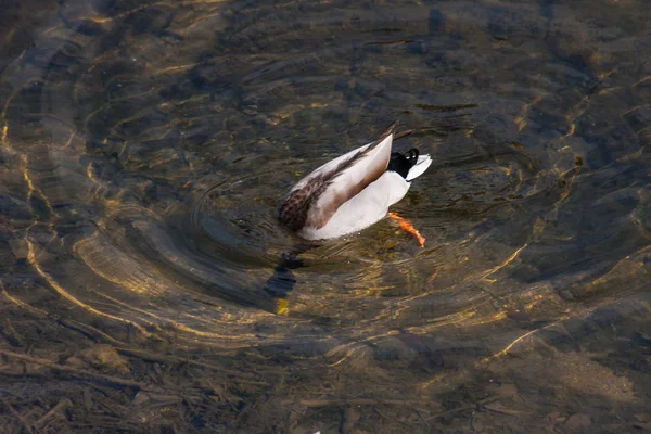 Pato Colorido Nadando Água Clara Rio — Fotografia de Stock