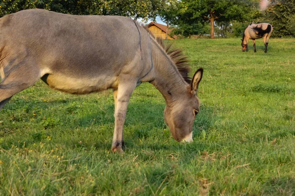 Carino Asino Cavallo Paddock Sera Estate Nella Campagna Tedesca Meridionale — Foto Stock